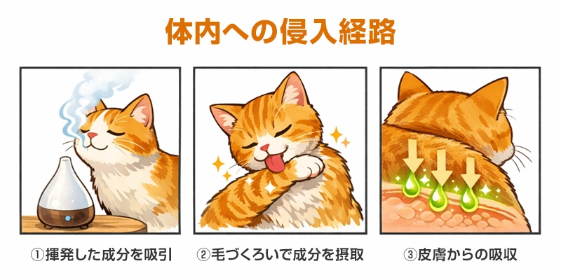 猫にアロマは全種類NG