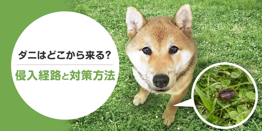 ダニはどこから来るの？種類別の侵入経路とペットを守る対策を解説！