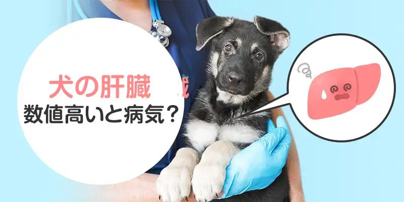 犬の肝臓の数値が高いのはなぜ？原因・疑われる病気・対処法を解説