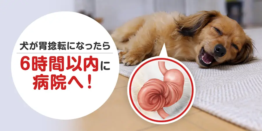 犬の胃捻転は時間との戦い！発症から6時間以内に知っておきたいこと