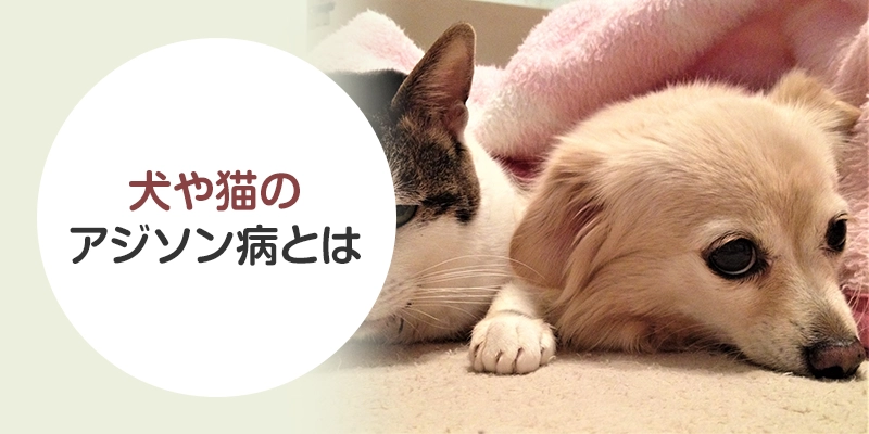 アジソン病の症状