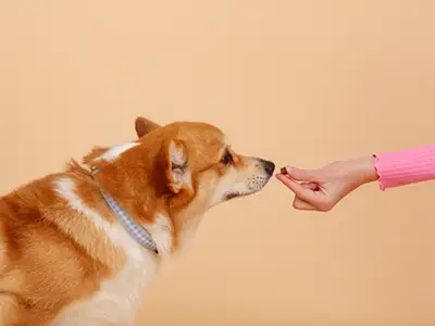 チュアブルを与える飼い主