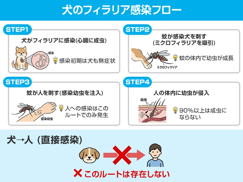 フィラリアの人への感染経路