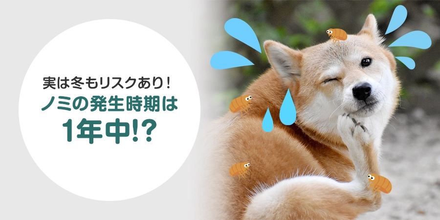 ノミの発生時期はいつ？季節ごとのリスクとペットへの対策を徹底解説