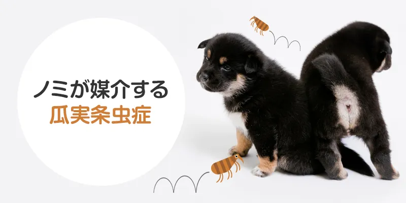 どのように扱われますか?