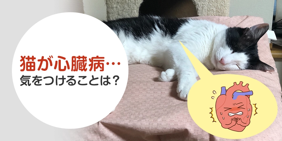 猫が心臓病になったら気をつけることは？突然死リスクと日常ケアのポイント