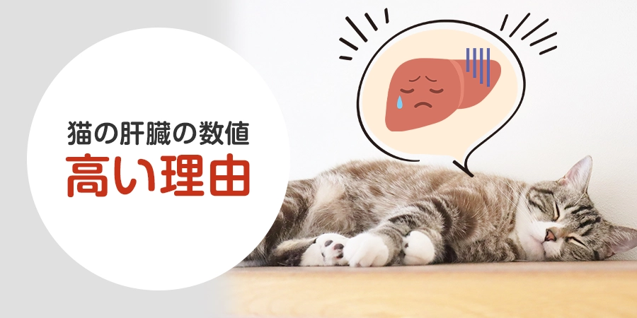 【徹底解説】猫の肝臓の数値が高い理由とは？対処法も教えます！