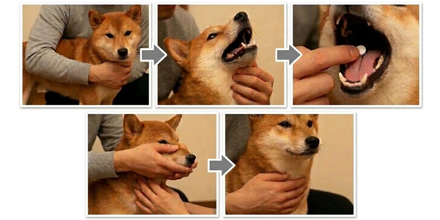 錠剤を直接飲ませる方法