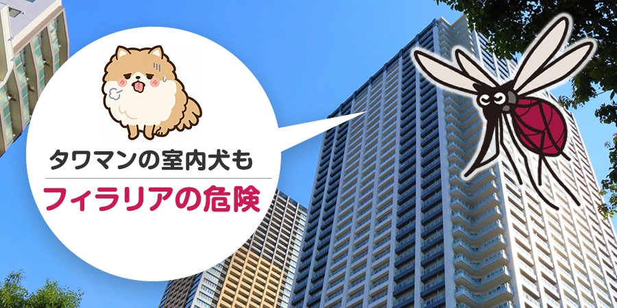 「タワマンだから蚊はこない」はウソ？高層マンションの室内犬に潜むフィラリアの危険