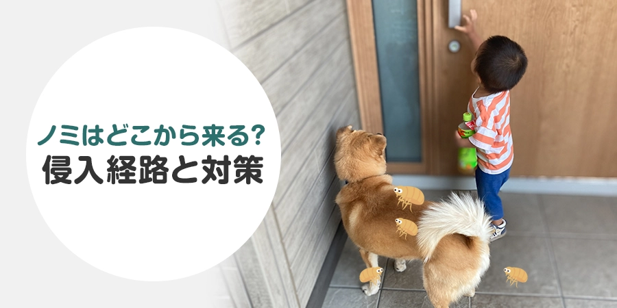 ノミはどこから来るの？家への侵入経路とペットを守る対策を解説