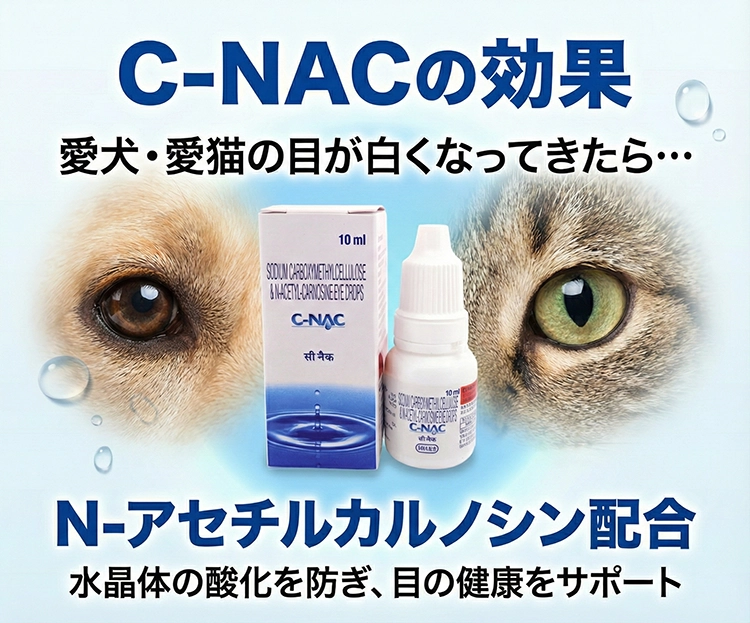 C-NAC(シーナック)4