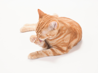 人気商品多数取扱】ノミやダニの駆除薬比較・商品一覧｜わんにゃん薬局