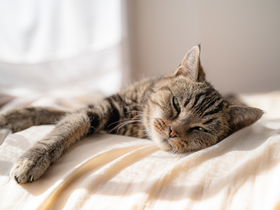 人気商品多数取扱】ノミやダニの駆除薬比較・商品一覧|わんにゃん薬局